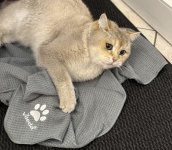 IMG_3156.jpeg