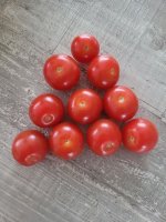 Tomaten 5.jpg