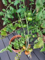 1. Die eigenen Tomaten aus dem Garten ....jpg