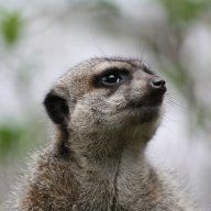 ChaosBraut87
