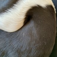 Kirsche